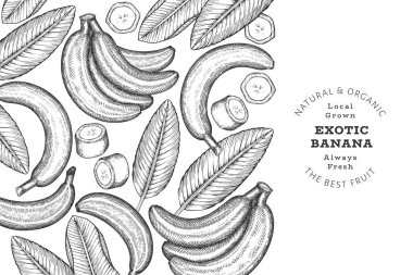 Elle çizilmiş muz pankartı. Organik taze meyve vektörü çizimi. Retro egzotik meyve tasarım şablonu