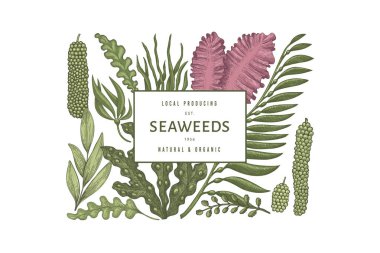 Yosun rengi tasarım şablonu. El çizimi vektör yosunları çizim yapar. İşlenmiş stil deniz ürünleri afişi. Retro deniz bitkileri arka planı