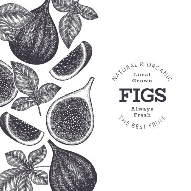 El çizimi incir meyvesi tasarım şablonu. Organik taze gıda vektör çizimi. Retro incir meyve pankartı.