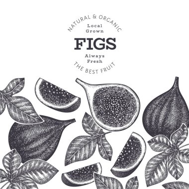 El çizimi incir meyvesi tasarım şablonu. Organik taze gıda vektör çizimi. Retro incir meyve pankartı.