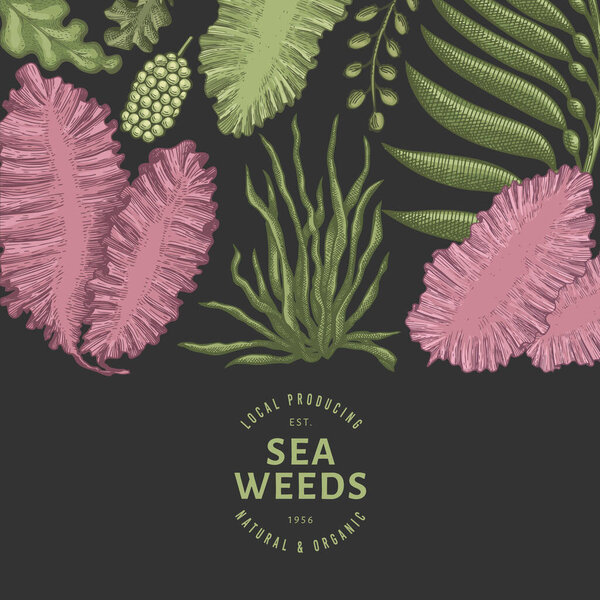 Шаблон цветового дизайна водорослей. Ручные рисунки векторных водорослей на темном фоне. Выгравированный баннер с морепродуктами. Ретро-морские растения