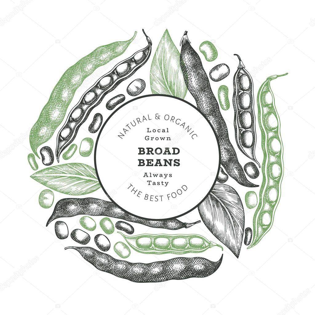 Hand drawn broad beans design template. Organic fresh food vector illustration. Retro pods illustration. Engraved botanical style cereal background.