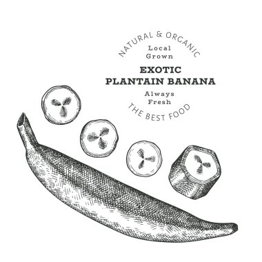 Elle çizilmiş eskiz tarzı muz. Beyaz arka planda izole edilmiş organik taze besin vektörü çizimi. Retro egzotik meyve illüstrasyonu. İşlenmiş biçim botanik resim.