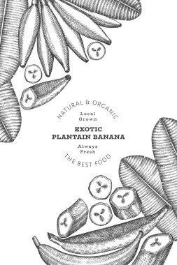 Elle çizilmiş taslak tarzı muz afişi. Organik taze meyve vektörü çizimi. Retro egzotik muz meyve tasarım şablonu