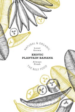 Elle çizilmiş taslak tarzı muz afişi. Organik taze meyve vektörü çizimi. Retro egzotik muz meyve tasarım şablonu