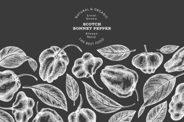 Elle çizilmiş taslak stili İskoç şapkası biber afişi. Tebeşir tahtasında organik taze sebze çizimi. Retro cayenne biber tasarım şablonu