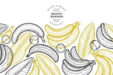 Elle çizilmiş muz pankartı. Organik taze meyve vektörü çizimi. Retro egzotik meyve tasarım şablonu