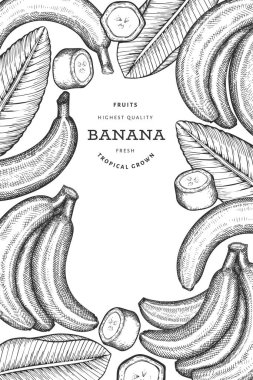 Elle çizilmiş muz pankartı. Organik taze meyve vektörü çizimi. Retro egzotik meyve tasarım şablonu