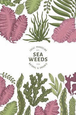 Deniz yosunu tasarım şablonu. El çizimi vektör yosunları çizim yapar. İşlenmiş stil deniz ürünleri afişi. Retro deniz bitkileri arka planı