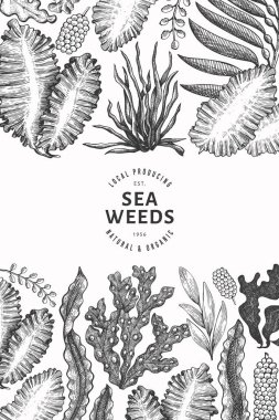 Deniz yosunu tasarım şablonu. El çizimi vektör yosunları çizim yapar. İşlenmiş stil deniz ürünleri afişi. Retro deniz bitkileri arka planı