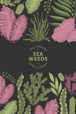 Deniz yosunu tasarım şablonu. El çizimi vektör yosunları çizim yapar. İşlenmiş stil deniz ürünleri afişi. Retro deniz bitkileri arka planı
