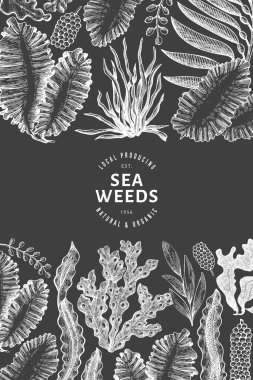 Deniz yosunu tasarım şablonu. El çizimi vektör yosunlarını tebeşirle çiziyor. İşlenmiş stil deniz ürünleri afişi. Eski deniz bitkileri arka planı