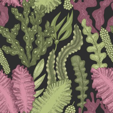 Deniz yosunu desenli. El çizimi vektör yosunları renk çizimi yapar. İşlenmiş stil deniz ürünleri afişi. Retro deniz bitkileri arka planı