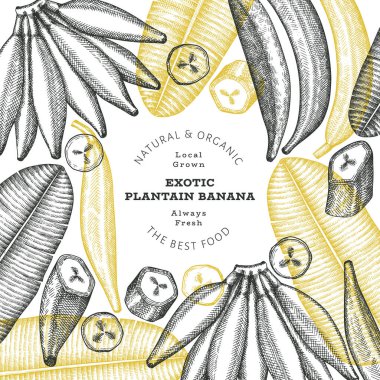Elle çizilmiş taslak tarzı muz afişi. Organik taze meyve vektörü çizimi. Retro egzotik muz meyve tasarım şablonu