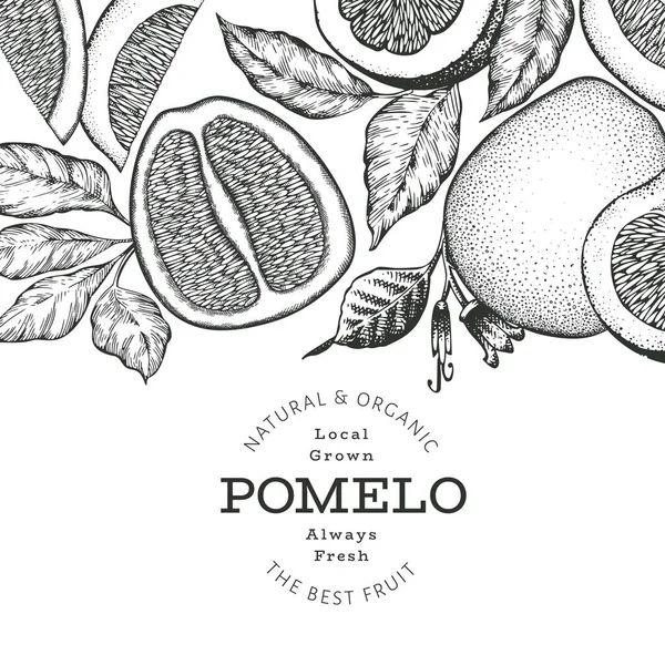 Bannière Pomelo Dessinée Main Illustration Vectorielle Fruits Frais Biologiques Modèle — Image vectorielle