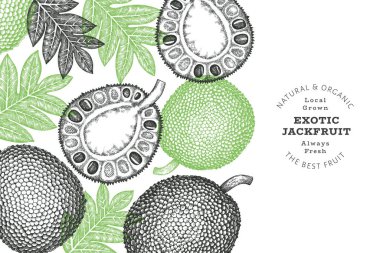 Hand drawn sketch style jackfruit banner. Organic fresh fruit vector illustration. Retro breadfruit design template clipart