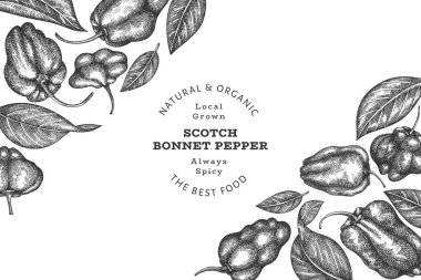 Elle çizilmiş taslak stili İskoç şapkası biber afişi. Organik taze sebze vektör çizimi. Retro cayenne biber tasarım şablonu