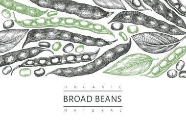 Hand drawn broad beans design template. Organic fresh food vector illustration. Retro pods illustration. Engraved botanical style cereal background. clipart