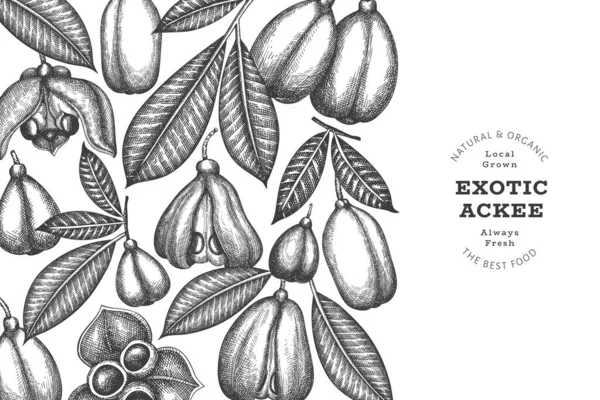 Handritad Skiss Stil Ackee Banner Ekologisk Färska Livsmedel Vektor Illustration — Stock vektor