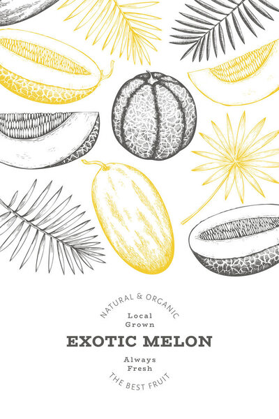 Melons with tropical leaves design template. Hand drawn vector exotic fruit illustration. Retro style fruit banner. 