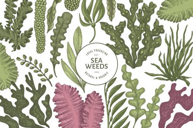 Deniz yosunu tasarım şablonu. El çizimi vektör yosunları çizim yapar. İşlenmiş stil deniz ürünleri afişi. Retro deniz bitkileri arka planı