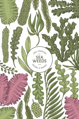 Deniz yosunu tasarım şablonu. El çizimi vektör yosunları çizim yapar. İşlenmiş stil deniz ürünleri afişi. Retro deniz bitkileri arka planı