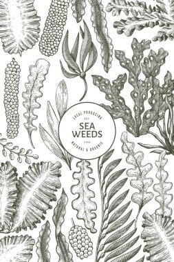 Deniz yosunu tasarım şablonu. El çizimi vektör yosunları çizim yapar. İşlenmiş stil deniz ürünleri afişi. Retro deniz bitkileri arka planı