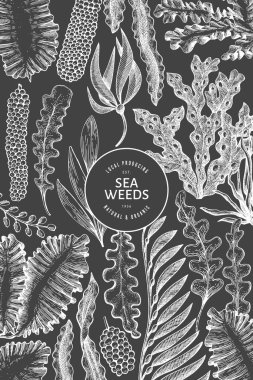 Deniz yosunu tasarım şablonu. El çizimi vektör yosunlarını tebeşirle çiziyor. İşlenmiş stil deniz ürünleri afişi. Eski deniz bitkileri arka planı