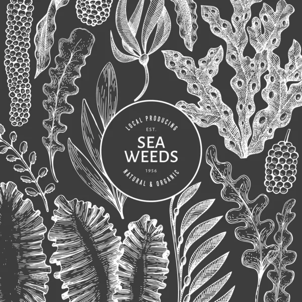 Шаблон Дизайну Морських Водоростей Рука Намальована Векторна Ілюстрація Морських Водоростей — стоковий вектор