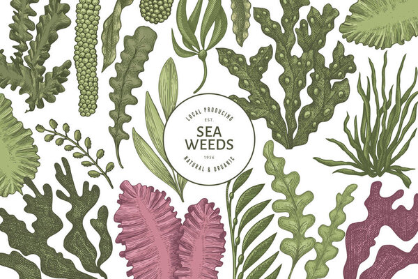 Шаблон дизайна водорослей. Ручной рисунок векторных водорослей. Выгравированный баннер с морепродуктами. Ретро-морские растения