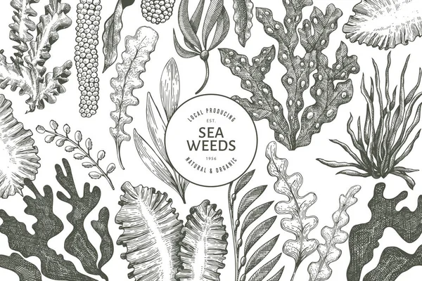 Modelo Design Algas Marinhas Ilustração Seaweeds Vetor Desenhado Mão Banner —  Vetores de Stock