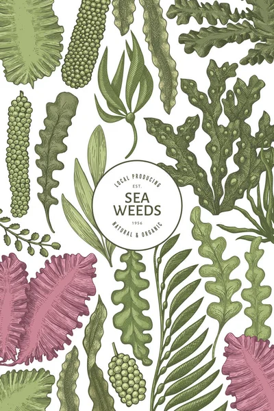 Deniz yosunu tasarım şablonu. El çizimi vektör yosunları çizim yapar. İşlenmiş stil deniz ürünleri afişi. Retro deniz bitkileri arka planı