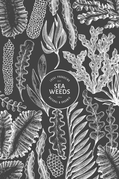 Deniz yosunu tasarım şablonu. El çizimi vektör yosunlarını tebeşirle çiziyor. İşlenmiş stil deniz ürünleri afişi. Eski deniz bitkileri arka planı