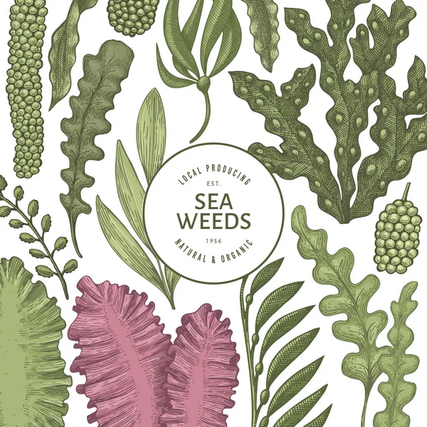 海藻デザインテンプレート 手描きベクトル海藻イラスト 刻まれたスタイルの海の食べ物のバナー レトロな海の植物の背景 — ストックベクタ