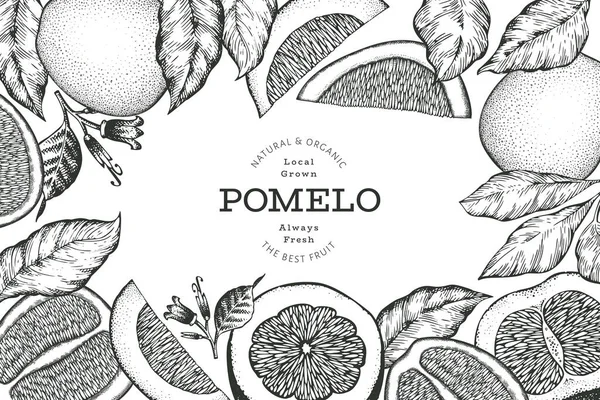Hand Drawn Sketch Style Pomelo Banner Organic Fresh Fruit Vector — Stock Vector