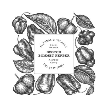 Elle çizilmiş taslak stili İskoç şapkası biber afişi. Organik taze sebze vektör çizimi. Retro cayenne biber tasarım şablonu