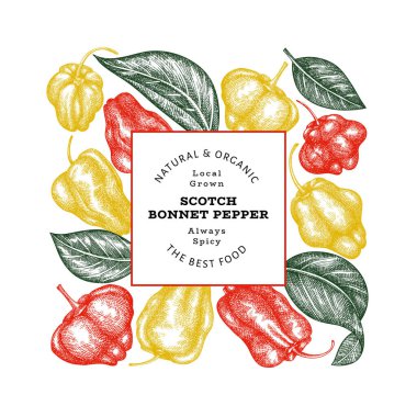 Elle çizilmiş taslak stili İskoç şapkası biber afişi. Organik taze sebze vektör çizimi. Retro cayenne biber tasarım şablonu