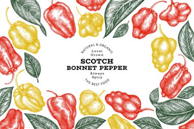 Elle çizilmiş taslak stili İskoç şapkası biber afişi. Organik taze sebze vektör çizimi. Retro cayenne biber tasarım şablonu
