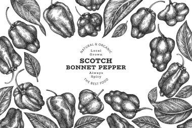 Elle çizilmiş taslak stili İskoç şapkası biber afişi. Organik taze sebze vektör çizimi. Retro cayenne biber tasarım şablonu
