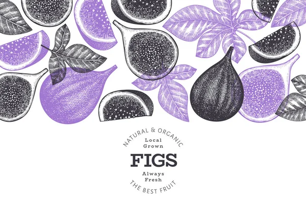 Hand drawn fig fruits design template. Organic fresh food vector illustration. Retro fig fruit banner. — Stock Illustration Hand Drawn Fig Fruits Design Template Organic Fresh Food Vector Stock Vector