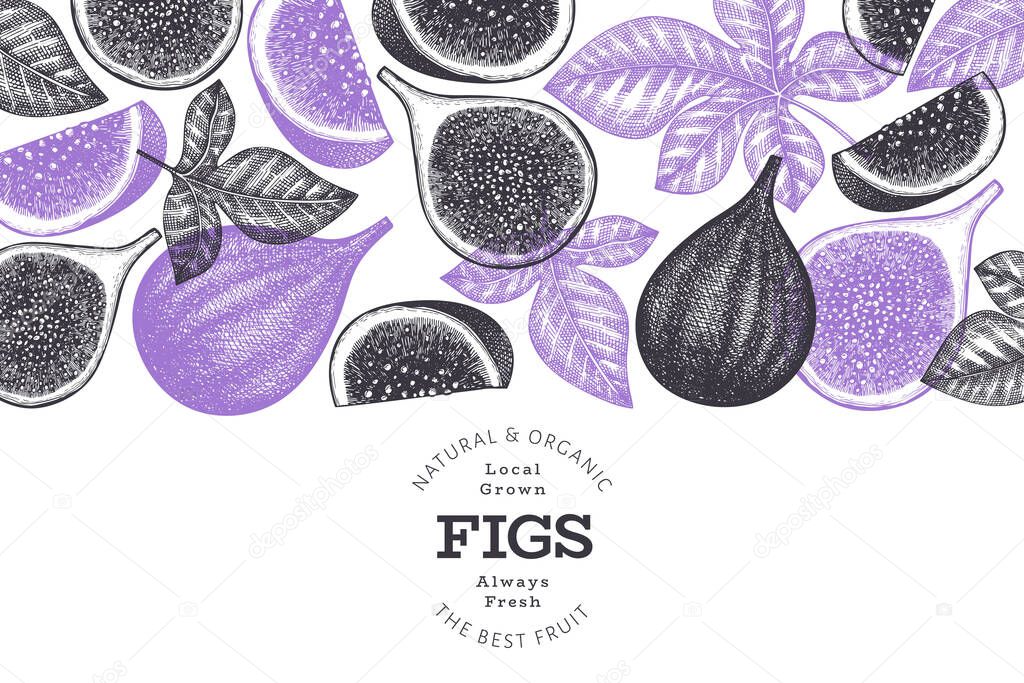 Hand drawn fig fruits design template. Organic fresh food vector illustration. Retro fig fruit banner.