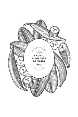 Elle çizilmiş taslak tarzı muz afişi. Organik taze meyve vektörü çizimi. Retro egzotik muz meyve tasarım şablonu