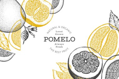 El çizimi eskiz tarzı pomelo afişi. Organik taze meyve vektörü çizimi. Retro meyve tasarım şablonu