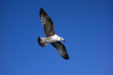 Martı gökyüzünde uçuyor.