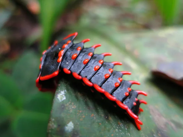 三叶虫甲虫，婆罗洲马来西亚 — 图库照片