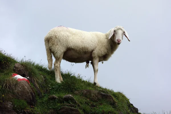 Вівці на лузі — стокове фото