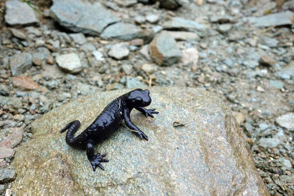 Salamandra alpina negra Imagen de archivo