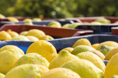 Kutuları dolu closeup taze limon aldı 