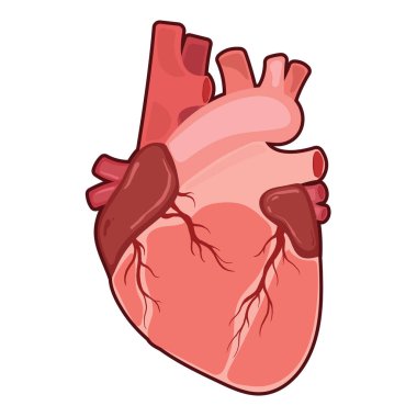 Infographic için Anatomik Kalp İllüstrasyonu