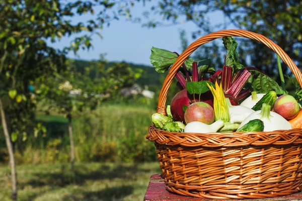 A kosár szabadban különböző zöldségek — Stock Fotó